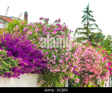 rote und rosa Oleander Blüten und Pink und lila Hochblätter von Bougainvillea Glabra Stockfoto