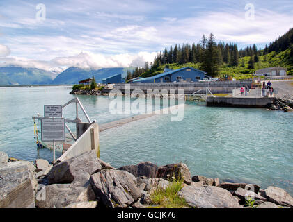 Solomon Gulch Fish Hatchery, Besucher Fischtreppe, Ankunft des Lachses vorwegzunehmen. Stockfoto