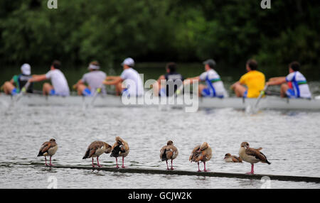 Eine Männer-Acht-Rudermannschaft macht sich auf den Weg, vorbei an einem Gemisch ägyptischer Gänse, die sich während der Henley Royal Regatta in Henley-on-Thames, Oxford, auf einer Holzbarriere beschneiden. Stockfoto