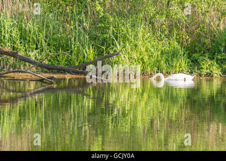 Ein Schwan mit Kopf unter Wasser auf dem Fluss Naab bei Regensburg Stockfoto