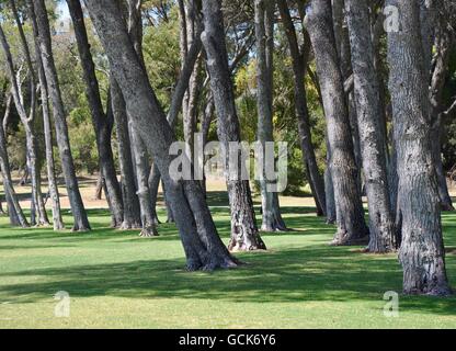 Cluster von hohen, kahlen Baumstämmen mit grünen Rasen in Manning Outdoorpark in Western Australia, Australien. Stockfoto