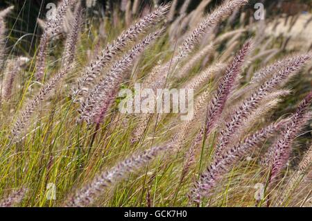 Wiese lila Springbrunnen Gras mit großen Samenköpfe in unkultivierten Natur in Western Australia. Stockfoto