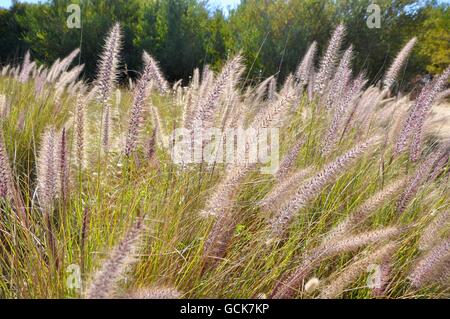 Wiese lila Springbrunnen Gras mit großen Samenköpfe in unkultivierten Natur in Western Australia. Stockfoto