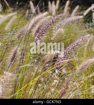 Wiese lila Springbrunnen Gras mit großen Samenköpfe in unkultivierten Natur in Western Australia. Stockfoto