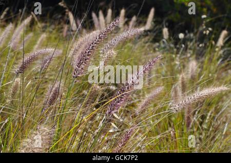 Wiese lila Springbrunnen Gras mit großen Samenköpfe in unkultivierten Natur in Western Australia. Stockfoto