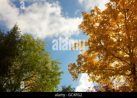 Bäume im Herbst mit gelben Tönen und blauer Himmel Stockfoto