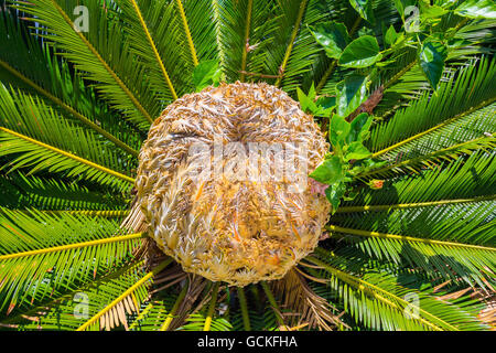 Mitte der Handfläche Cycas revoluta Stockfoto