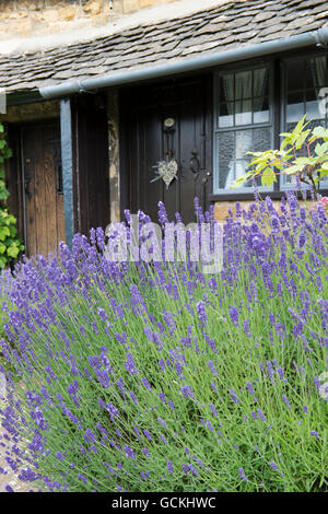 Lavandula. Lavendel vor einem Cotswold Steinhaus in Broadway, Cotswolds, Worcestershire, England Stockfoto