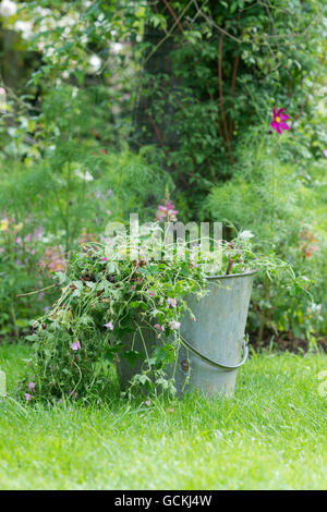 Löschen tot Geranie Pflanzen aus dem Garten in einem Blecheimer. UK Stockfoto