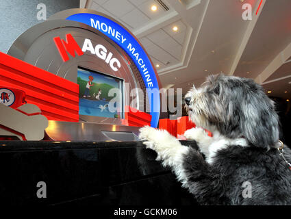 Hugo, ein bärtiger Collie, in der neu eröffneten Metro Bank-Filiale in Holborn im Zentrum von London. Die erste High-Street-Bank, die seit mehr als 100 Jahren in Großbritannien eingeführt wurde, öffnete heute ihre Türen für Kunden, aber ihre Produkte erhielten eine lauwarme Antwort von Branchenkommentatoren. Stockfoto