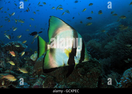 Schattigen Fledermausfisch (Platax Pinnatus, aka gefiederten Fledermausfische, düsterer Batfish Red-faced Batfish). Dampier-Straße, Raja Ampat, Indonesien Stockfoto