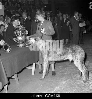 Sulhamstead Merman, ein prächtiger irischer Wolfhound, 17 Monate alt, mit der Trophäe, die er als höchster Champion bei Cruft's gewann. Mit dem Champion ist Florence Nagle, Mitbesitzerin mit Miss M. Clark (nicht abgebildet). Die Trophäe überreicht Miss Marion Keyth-Perry, Vorsitzende der Damenabteilung des Kennel Clubs. Stockfoto