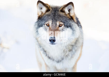 Wolf steht im wunderschönen Winterwald Stockfoto