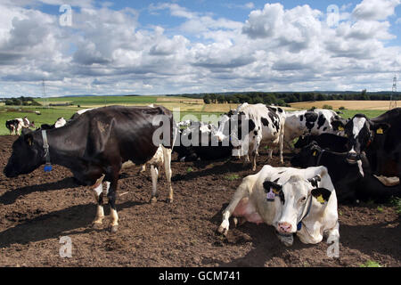 Geklonten Kuhmilch Stockfoto