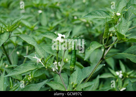 Bird Eye Chili in reproduktiven Phase zeigen Blumen und grünen Beeren Stockfoto