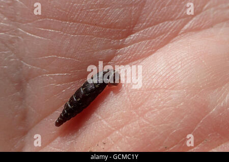 Seitenansicht des geflochtenen Tür Schnecke (Marpessa (= Cochlodina) Laminata) auf der Palme der Hand des Fotografen Stockfoto