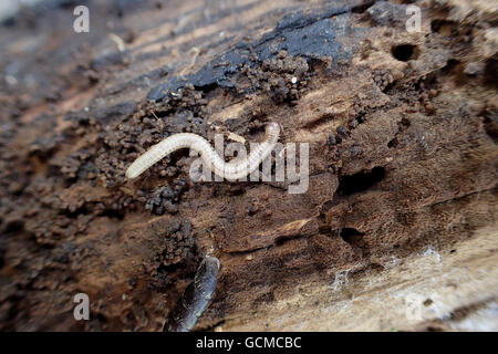 Gefleckte Schlange Tausendfüßler (Blaniulus Guttulatus) auf zerfallenden Holz, neben einem geflochtenen Tür-Schnecke (Marpessa (= Cochlodina) Laminata) Stockfoto