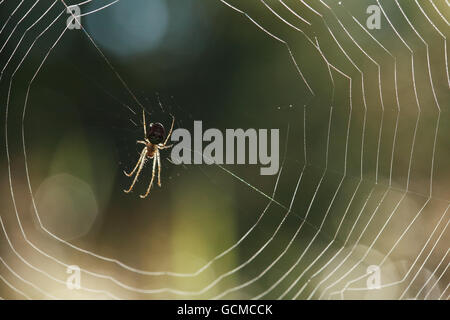 Nahaufnahme der Spinne mit seinem Netz gegen Sonnenlicht auf dunkelgrünen Hintergrund Stockfoto