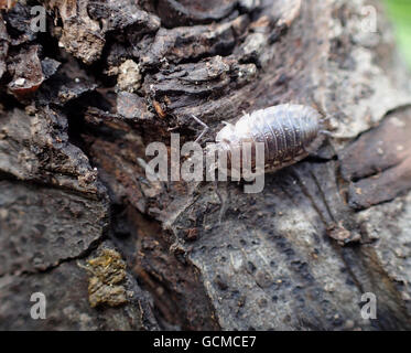 Makroaufnahme einer gemeinsamen Assel (Oniscus Asellus) auf ein Apple-Baum-Protokoll, Dorsalansicht Stockfoto