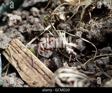 Makroaufnahme einer Krabbenspinne (Xysticus Kochi) auf Kreide Boden unter Garten detritus Stockfoto