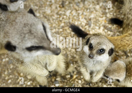 Ein Erdmännchen (rechts) steht neben einem erwachsenen Erdmännchen in ihrem Mob in einem Gehege in den Bristol Zoo Gardens. Stockfoto