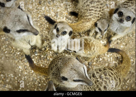 Ein Mob Erdmännchen mit Erwachsenen und Jugendlichen wurde in diesem Frühjahr in ihrem Gehege in den Bristol Zoo Gardens geboren. Stockfoto