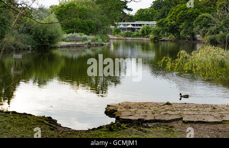 Wassersport- und Naturaufnahmen in Poole Park Dorset UK Stockfoto