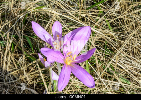 Nationalpark Donauauen, Danube-Auen Nationalpark Herbstzeitlose oder Wiese Safran (Colchicum Autumnale) Österreich Niederösterrei Stockfoto