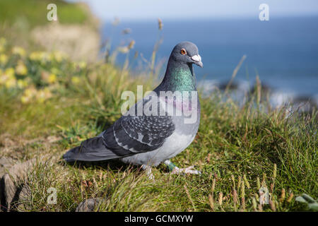 Felsentaube oder wilde Taube (Columba Livia) sitzt oben auf einer Klippe in Ilfracombe, Devon, an einem sonnigen, klaren Tag. Stockfoto