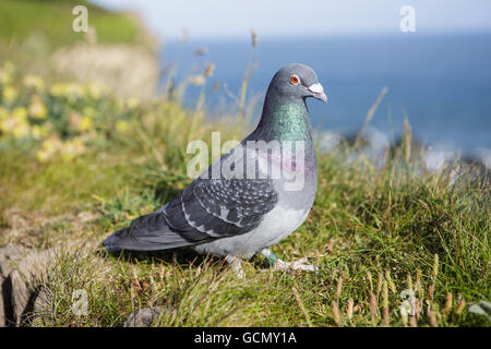 Felsentaube oder wilde Taube (Columba Livia) sitzt oben auf einer Klippe in Ilfracombe, Devon, an einem sonnigen, klaren Tag. Stockfoto