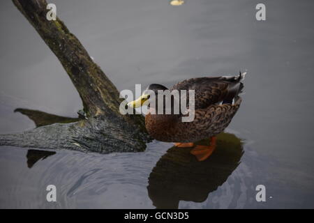 Ente auf einem Baumstamm Stockfoto