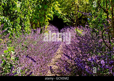 LAVENDEL-PFAD Stockfoto