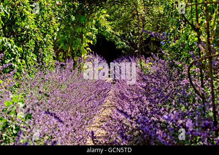 LAVENDEL-PFAD Stockfoto