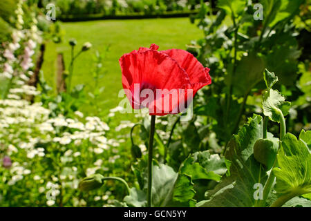 Mohn IM ENGLISCHEN COUNTRY GARDEN Stockfoto