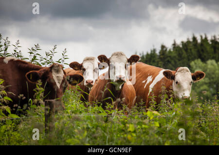 Europa, Deutschland, Nordrhein-Westfalen, Niederrhein, Rinder auf einer Weide in der Nähe von Hellenthal, Eifel-Region. Stockfoto