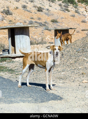 Spanische Hunde mit speziellen Hundehütten Stockfoto