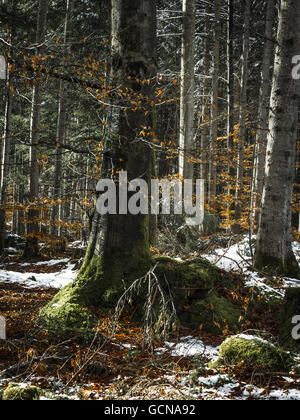 Wald im Frühjahr Stockfoto