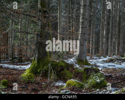 Wald im Frühjahr Stockfoto