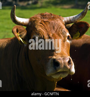 Limousin-Kuh Stockfoto