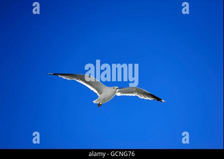 Möwe, die hoch über dem Meer schweben Stockfoto