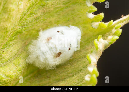 Citrus Flatid Planthopper (Metcalfa Pruinosa) Nymphe klammert sich an ein Blatt. Stockfoto