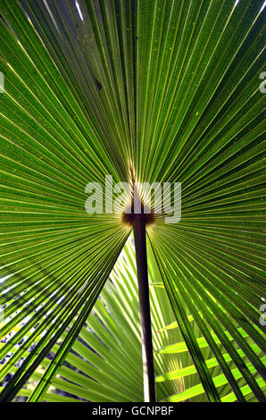 Muster in Hintergrundbeleuchtung fächerförmige Cabbage Tree Palm Leaves (Livistona Australis) im australischen Regenwald Stockfoto