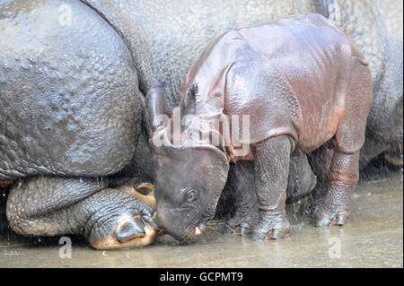 Ajang tritt mit seiner Mutter Behin in ihrem Gehege im Whipsnade Zoo auf. Stockfoto