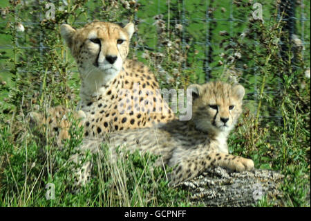 Northern Gepard Dubai tritt mit einem ihrer fünf Jungen in ihrem Gehege im Whipsnade Zoo auf. Stockfoto