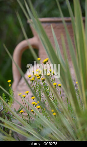 Tanacetum Blumen gesehen gegen ein Terrakotta-Urne in einem Garten im mediterranen Stil Stockfoto