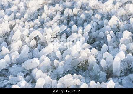 Kleine Runde Eiszapfen bildete sich um Rasen Laub auf dem Boden Stockfoto