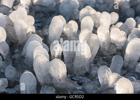 Kleine Runde Eiszapfen bildete sich um Rasen Laub auf dem Boden Stockfoto