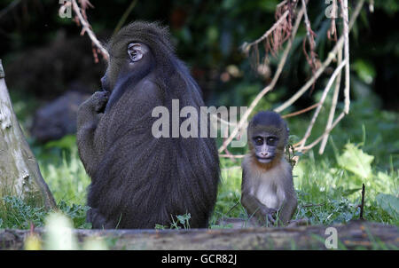 Eines der vier kleinen Mandarills, die im Zoo von Chester geboren wurden. Stockfoto