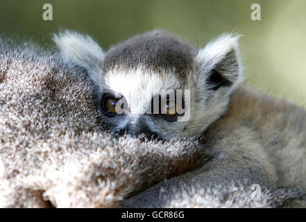 Babybohrer. Einer der beiden im Zoo von Chester geborenen Ringtailed-Lemuren. Stockfoto