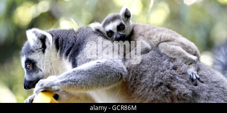 Einer der beiden im Zoo von Chester geborenen Ringtailed Lemuren. Stockfoto